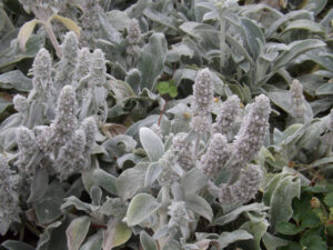Silvery leaves and flower spikes in a garden border.