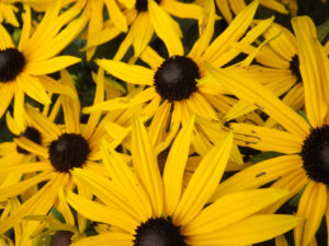 Yellow daisy-like flowers with dark centres.