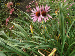 Pink coneflower with a dark raised centre among garden plants.