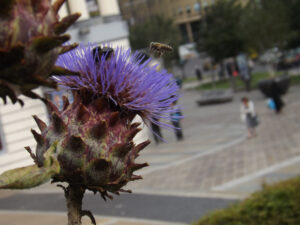 Purple thistle flower with a spiky seed head.