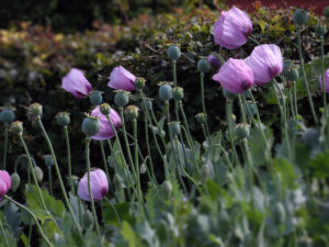 Pale purple poppies growing together in the garden.