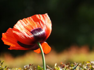 Red poppy with sunlight shining through its petals against a dark background.