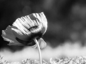 Black-and-white photograph of a poppy with sunlight illuminating its petals.