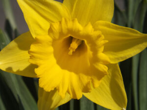 Close-up of a yellow daffodil and its trumpet.
