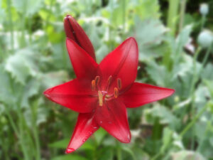 Open red lily with prominent stamens against green foliage.