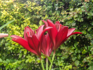 Deep red lily opening above green foliage.
