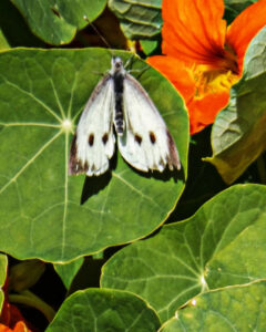 White butterfly with dark markings resting on a nasturtium leaf beside an orange flower.