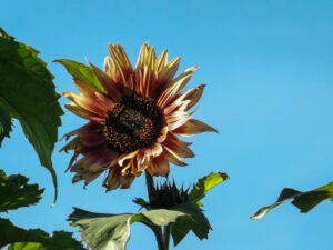 Red-and-yellow sunflower against a clear blue sky.