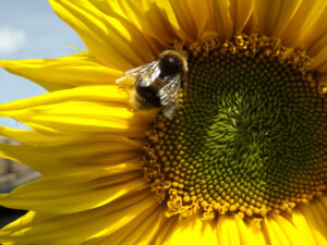 Bumblebee beside the green centre of a yellow sunflower.
