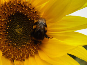 Bumblebee feeding on a sunflower with bright yellow petals.