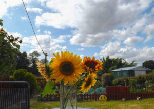 Yellow sunflowers beneath a blue sky filled with white clouds.