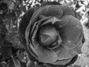 Black-and-white rose with water droplets on its petals.