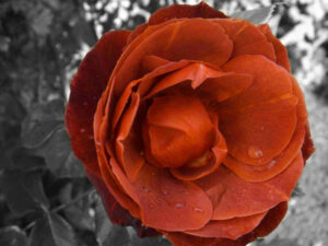 Red rose with water droplets against a black-and-white background.