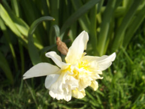 Cream-and-white double daffodil among green leaves.