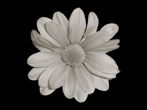 Monochrome daisy-like flower against a black background.