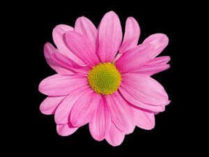 Pink daisy-like flower with a green centre against a dark background.