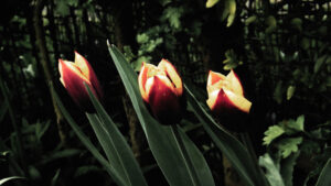 Three red-and-yellow tulips standing against dark garden foliage.