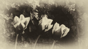 Sepia photograph of tulips with softly faded edges.