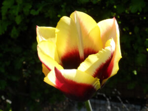 Close-up of a red-and-yellow tulip opening in sunlight.
