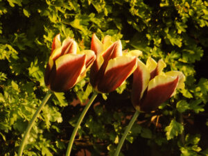 Red-and-yellow tulips catching sunlight in the garden.