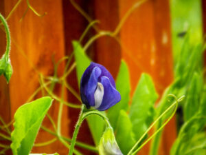 Small purple flower beside green leaves and a wooden fence.