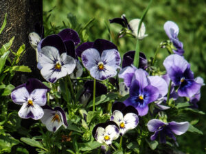 Purple-and-white pansies growing among green leaves.