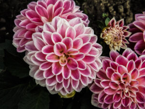 Pink-and-white dahlia blooms with layered petals against dark foliage.