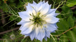 Pale blue love-in-a-mist flower among green leaves.