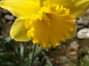 Yellow daffodil with ruffled petals in sunlight.
