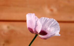 Pale pink poppy against the warm brown boards of a shed.