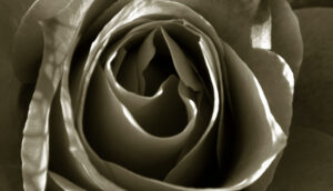 Monochrome close-up of the layered petals of a rose.