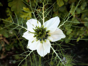 White love-in-a-mist flower surrounded by finely divided green leaves.