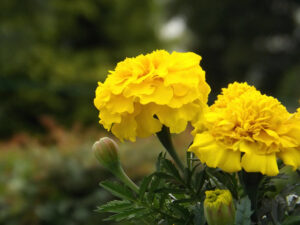Two bright yellow marigold flowers against blurred green foliage.