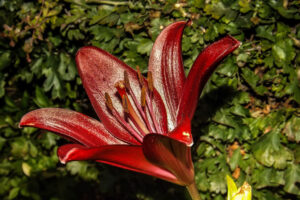 Deep red lily with pale stripes on its petals.