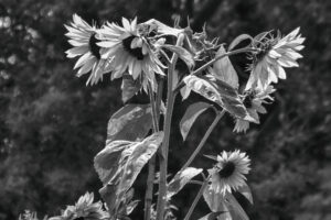 Black-and-white photograph of sunflowers and their leaves.
