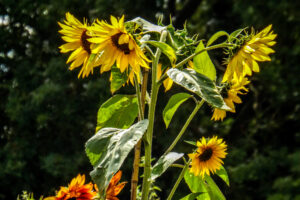 Sunflowers and green leaves catching sunlight against a dark background.