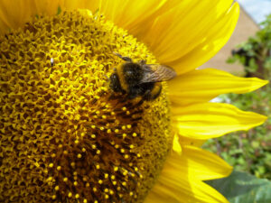 Bumblebee feeding on a sunflower in bright sunlight.