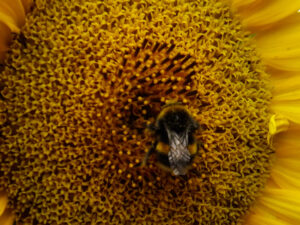 Bumblebee on a sunflower head beneath a ring of yellow petals.