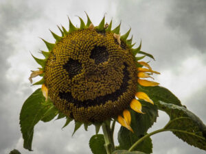 Sunflower seed head with a smiley face pattern.
