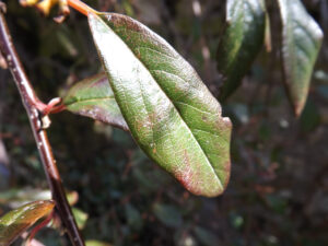 A textured green leaf catching sunlight on a woody stem.