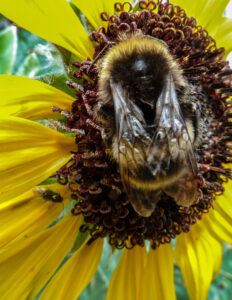 Close-up of a bumblebee on a sunflower seed head.