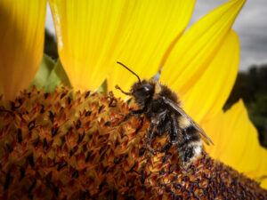Bumblebee resting beside the yellow petals of a sunflower.