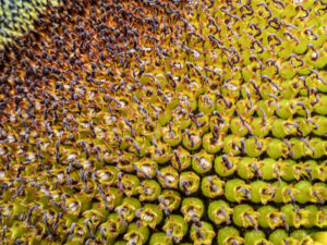 Close-up of the spiral seed pattern in a sunflower head.