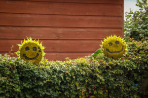 Two smiley-faced sunflower heads beside a wooden shed.
