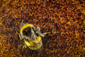 Yellow-banded bumblebee on the centre of a sunflower.