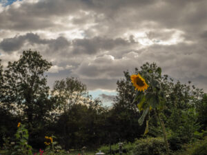 A tall sunflower rising above garden foliage beneath dark clouds.
