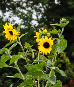 Yellow sunflowers growing beneath leafy trees.