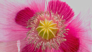 Close-up of a pink poppy showing its seed capsule and ring of stamens.