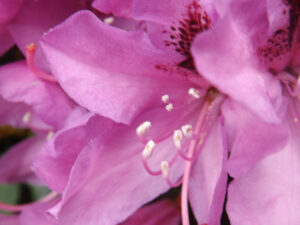 Pink-purple flowers with pale stamens.