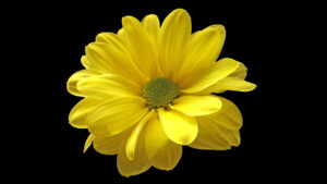 Bright yellow daisy-like flower against a black background.